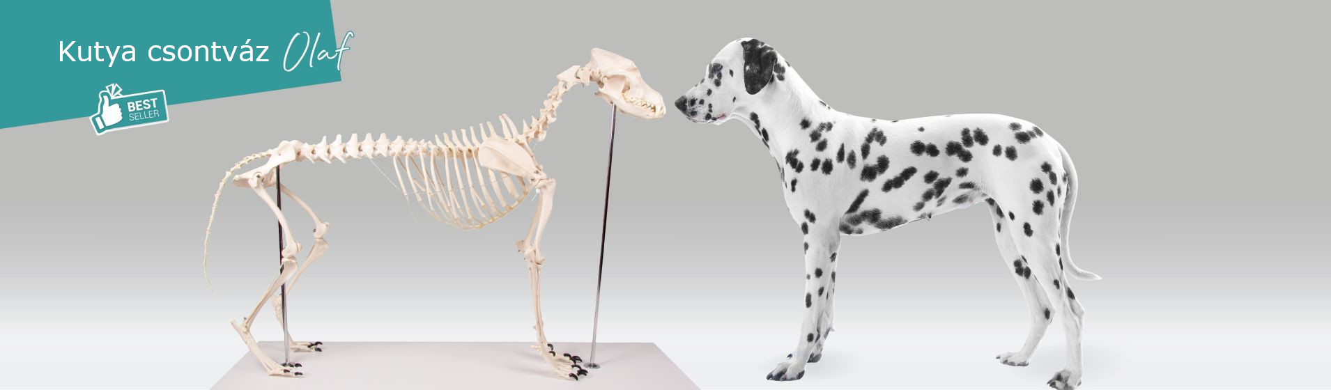 Erler-Zimmer Hungary