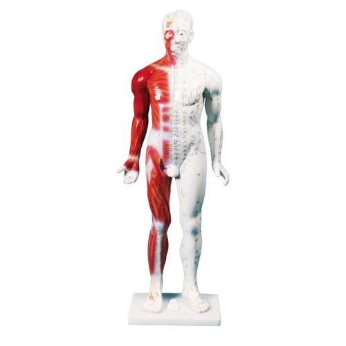 Kínai akupunktúrás figura, férfi, 80 cm
