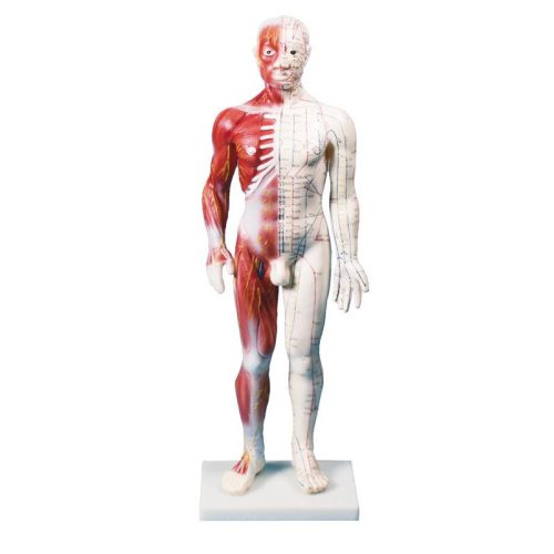 Kínai akupunktúrás figura, férfi, 60 cm