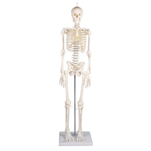 Miniatűr csontváz Patrick