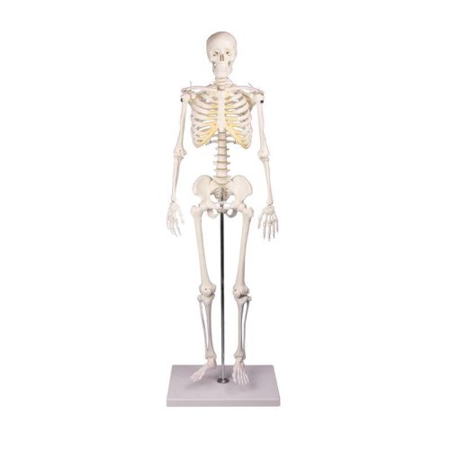 Miniatűr csontváz Tom