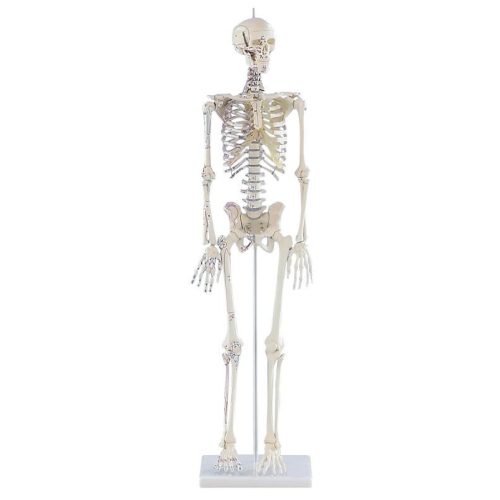 Miniatűr csontváz Daniel izomjelekkel