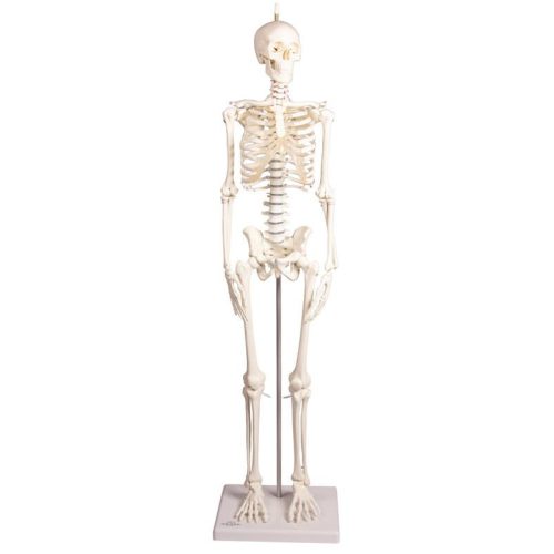 Miniatűr csontváz Paul, mozgatható gerinccel