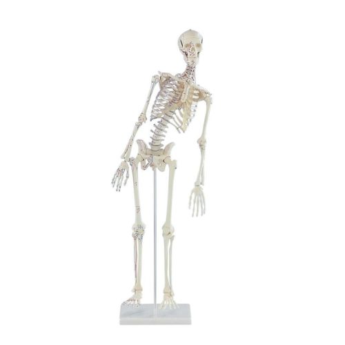 Miniatűr Fred csontváz mozgatható gerinccel és izomjelölésekkel