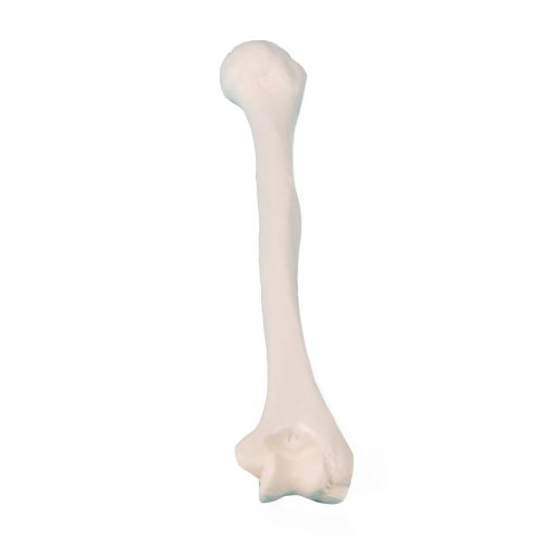 Humerus (felkar)