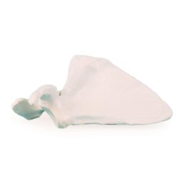 Scapula (lapocka)