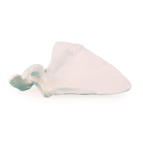 Scapula (lapocka)