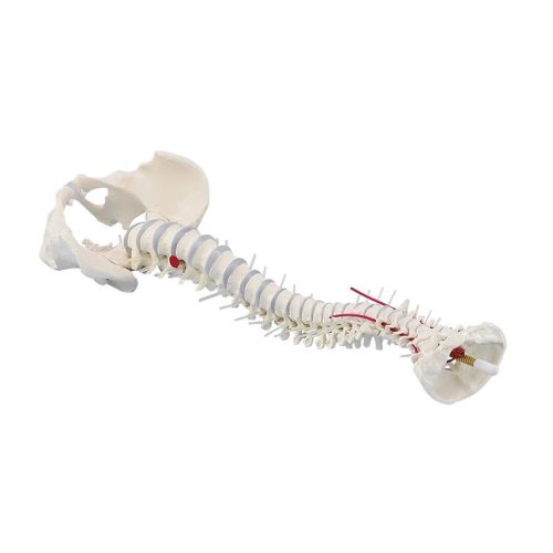 Standard gerinc prolapsussal és medencével