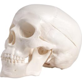 Miniatűr koponya, 3 részes állvánnyal