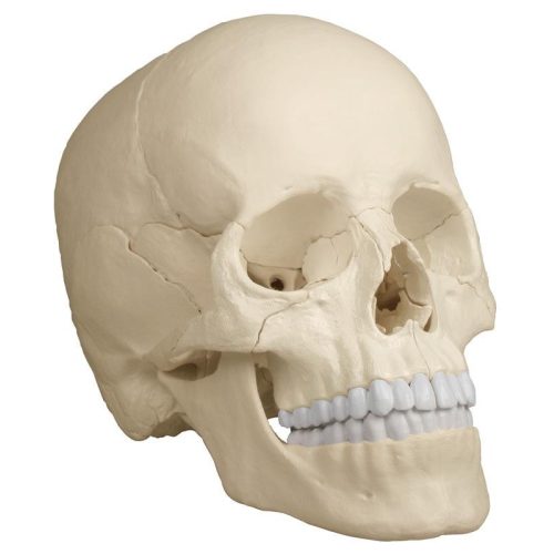 Osteopátiás koponyamodell, 22 részes, anatómiai változat - EZ kiterjesztett valóság