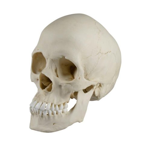 Scaphocephalicus koponya