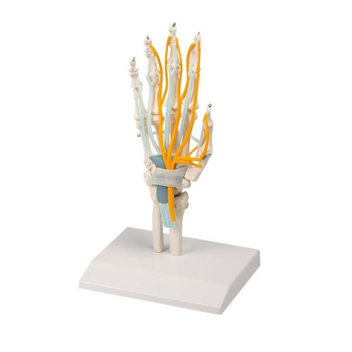Kéz inakkal, idegekkel és carpalis alagúttal