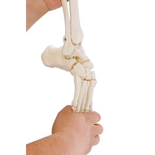 Lábfej csontváz sípcsonttal és fibula behelyezéssel, rugalmas