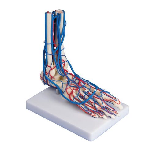 Vascularis láb