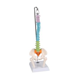 Rugalmas miniatűr gerinc, didaktikus