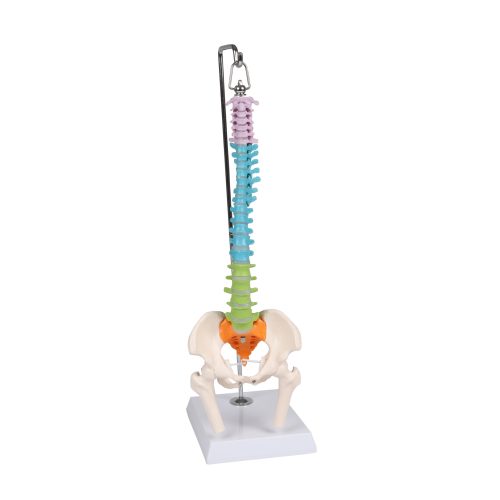 Rugalmas miniatűr gerinc, didaktikus