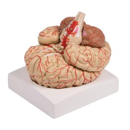 Agymodell, 9 részes artériákkal