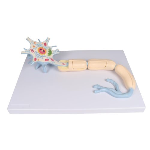 Neuron, 3000x nagyítás, 2 részes