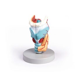 Larynx modell, 2-szeres nagyítású, 5 részes