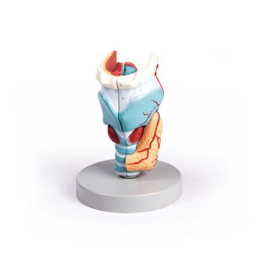 Larynx modell, 2-szeres nagyítású, 5 részes