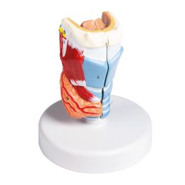 Larynx modell, életnagyságú, 2 részes