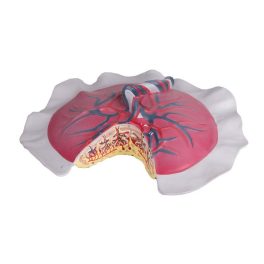 Placenta keringés