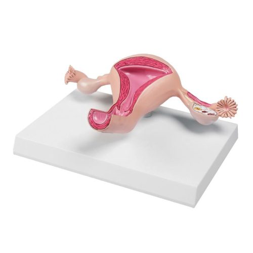 Méh modell