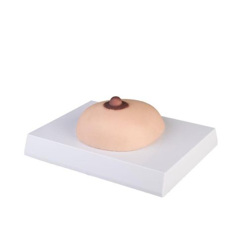 Mellrák kitapintás modell