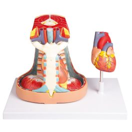 Mediastinum, életnagyságú