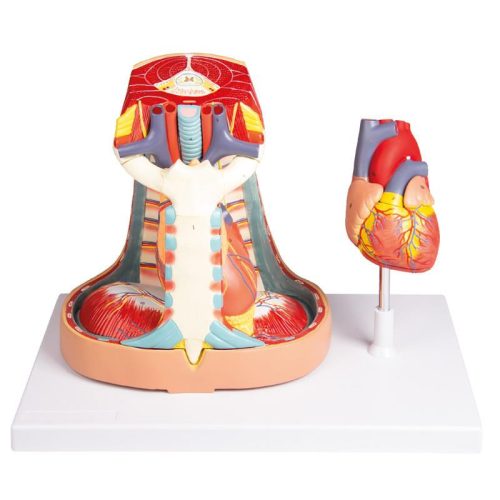 Mediastinum, életnagyságú