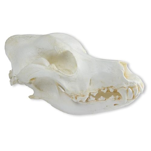 Koponya, házi kutya, német juhász (Canis familiaris)