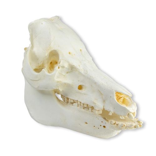 Koponya házi sertés (Sus scrofa domesticus)