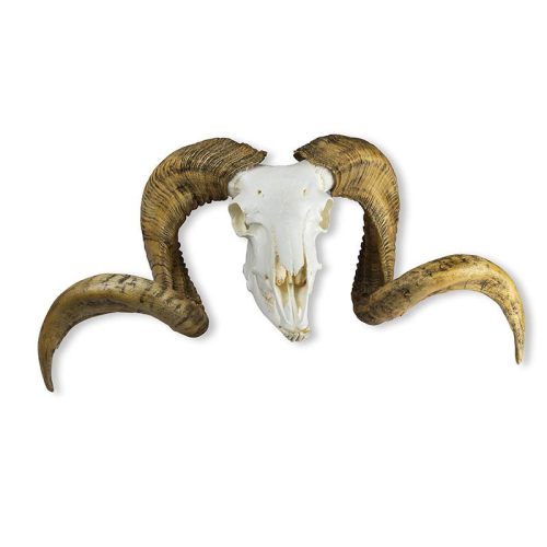 Koponya és szarv merinói juh kos (Ovis aries)