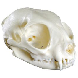 Macskakoponya (Felis catus, replika)