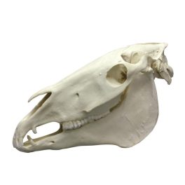 Lókoponya