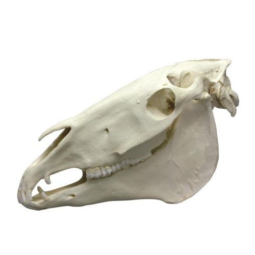 Lókoponya